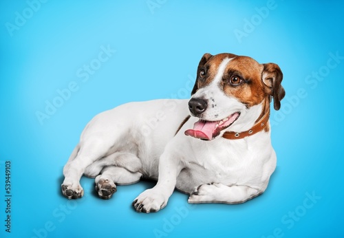 Cute domestic friendly dog posing