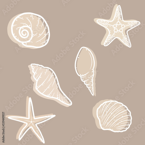 Different ocean, sea shells collection.