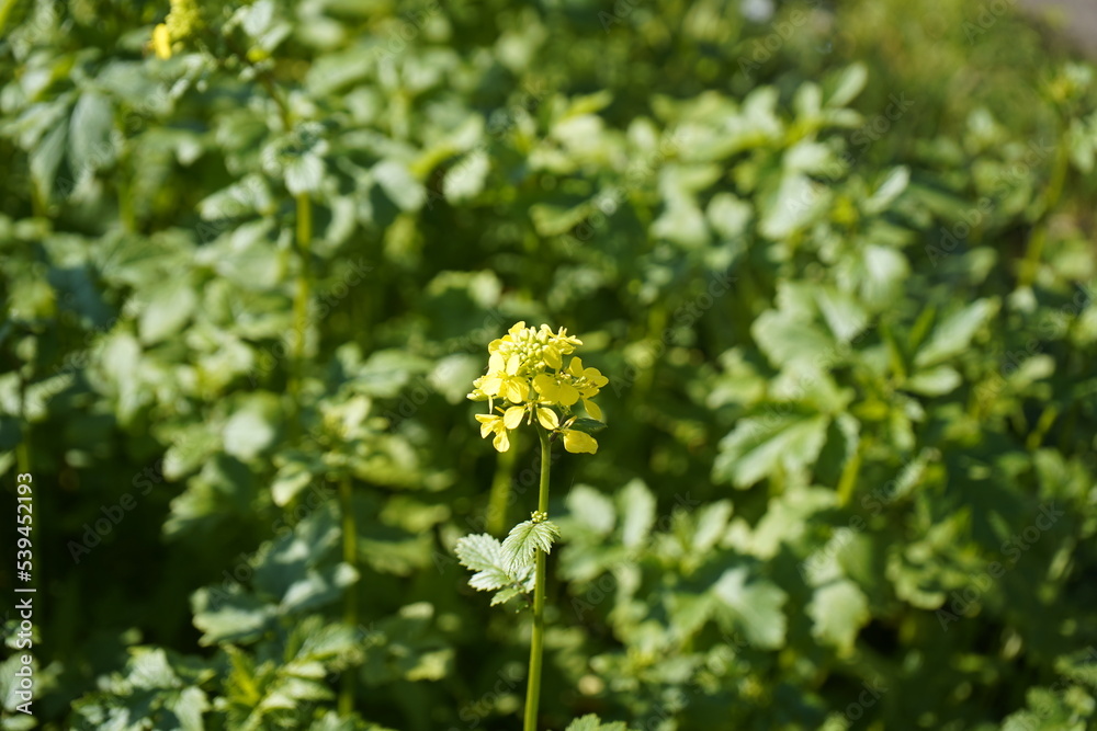 White mustard (Sinapis alba) is a plant species from the genus Mustard