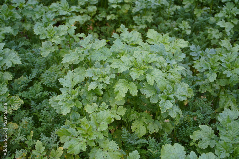 White mustard (Sinapis alba) is a plant species from the genus Mustard