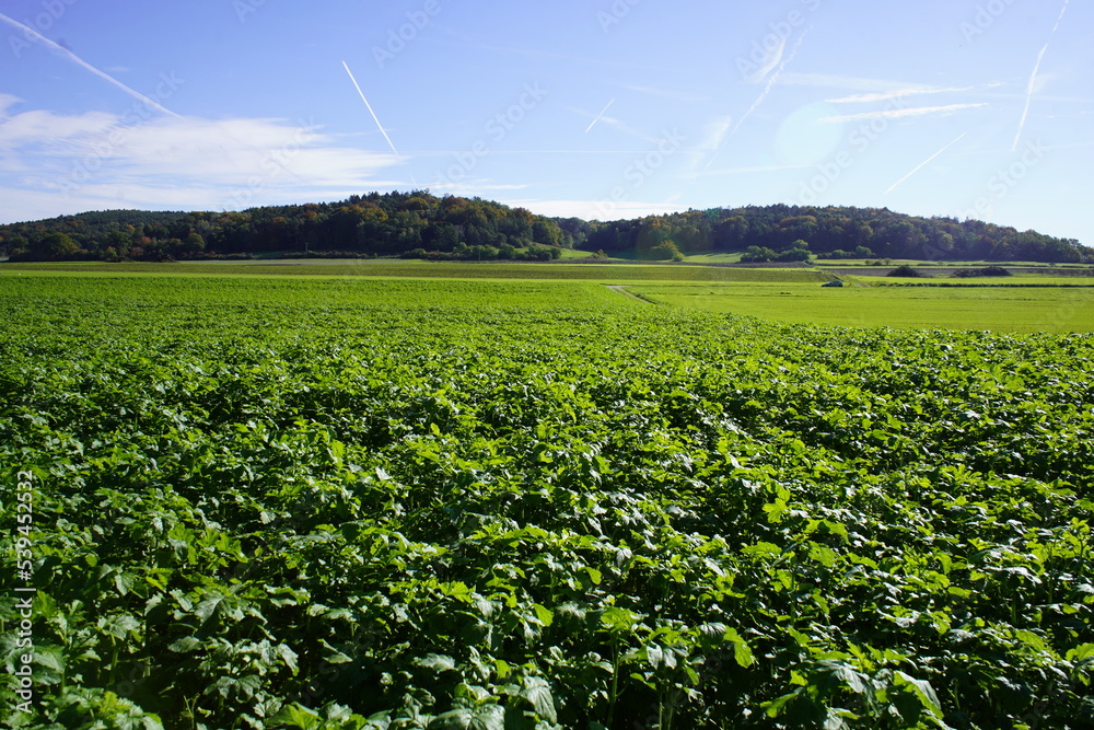 White mustard (Sinapis alba) is a plant species from the genus Mustard