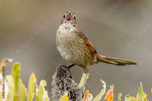 Western Bristlebird in Western Australia photo