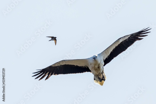 White-bellied Sea Eagle in Western Australia