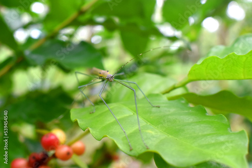 A little green phobaeticus stands on green leaf of coffee tree with nature blurred background. photo