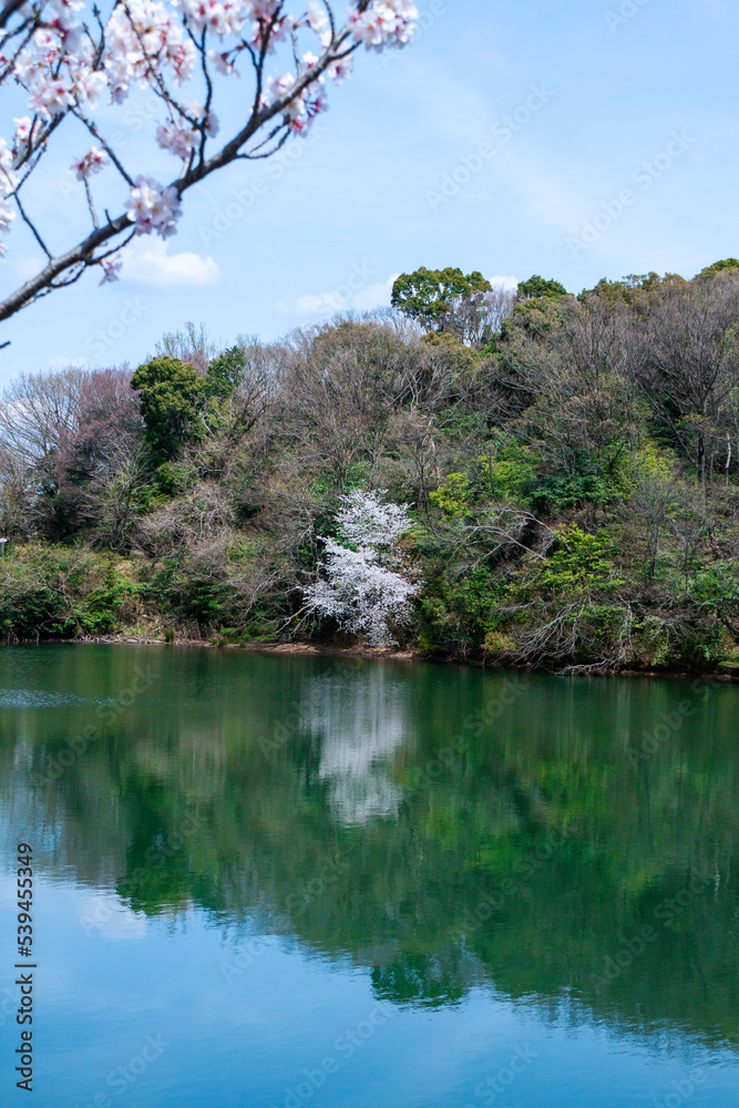 池のほとりのヤマザクラとソメイヨシノの枝 池のほとりのヤマザクラとソメイヨシノの枝