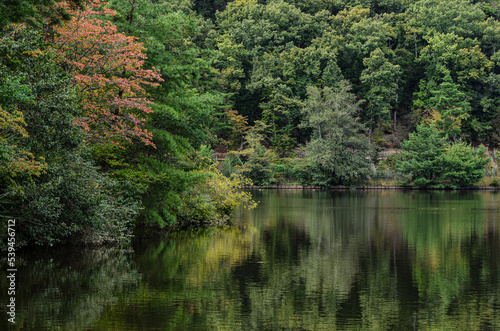 池に反射する森林 © Takuya Okino