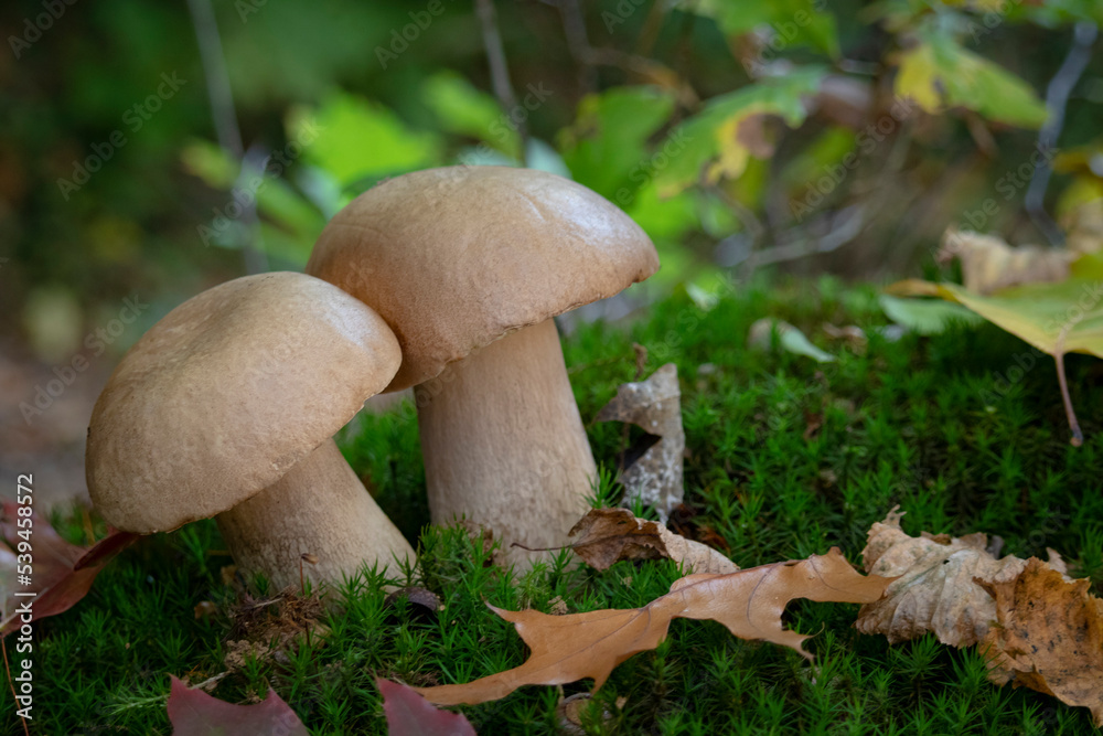 Boletus mushroom porcini growing in a moss and grass close up in forest of Ukraine Boletus mushroom porcini growing in a moss and grass close up in forest of Ukraine