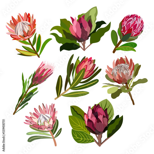 Vector floral set of protea flowers isolated on white background.