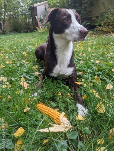 Brownn dog that is proudly sitting on the green grass  with corn and looking  to the right side in autumn scenery with copy space photo