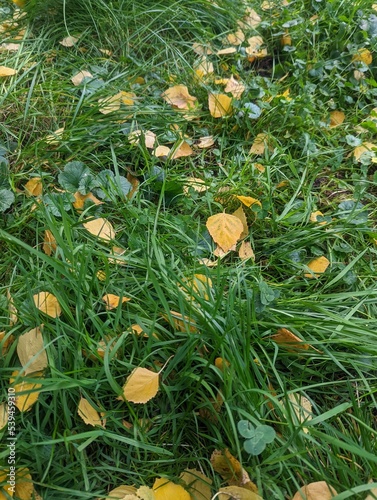 Green grass with prange leafs in autumn  photo