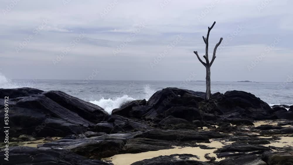 a lonely dry tree on a rocky ocean shore at sunset a lonely dry tree on a rocky ocean shore at sunset