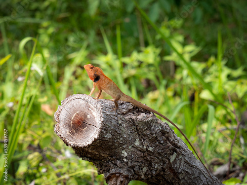 A red-headed chameleon perched on a log