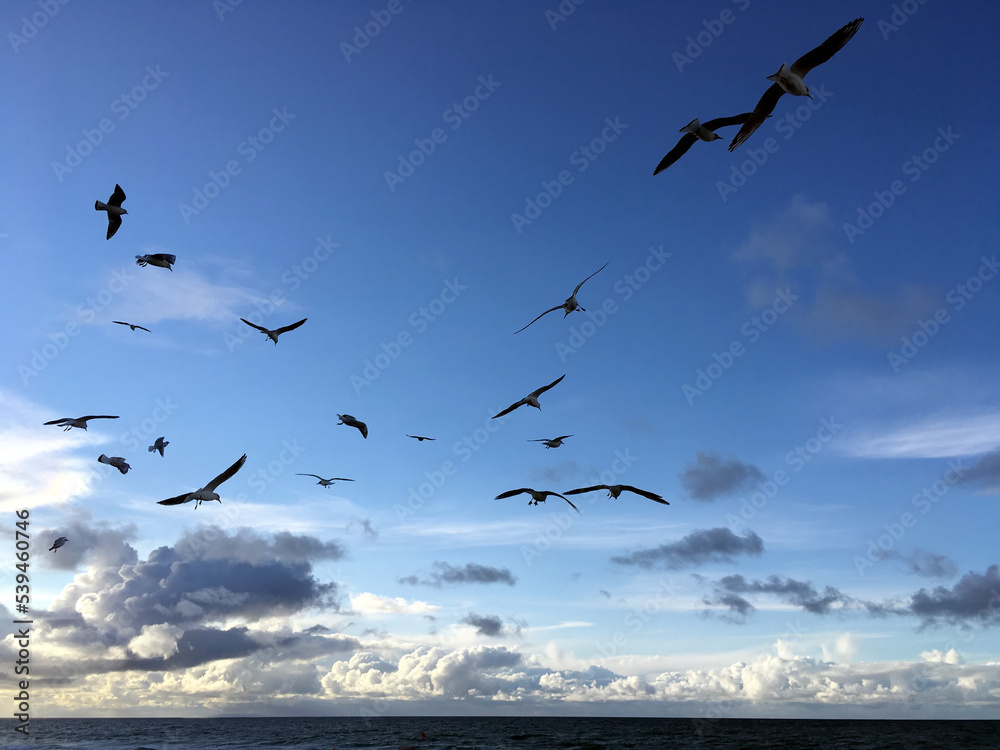 Lot of wild seagulls chaotic flying in the blue sea sky with white clouds on Baltic sea in backlight view mobile photo horizontal view
