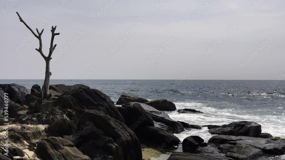 a lonely dry tree on a rocky ocean shore at sunset a lonely dry tree on a rocky ocean shore at sunset