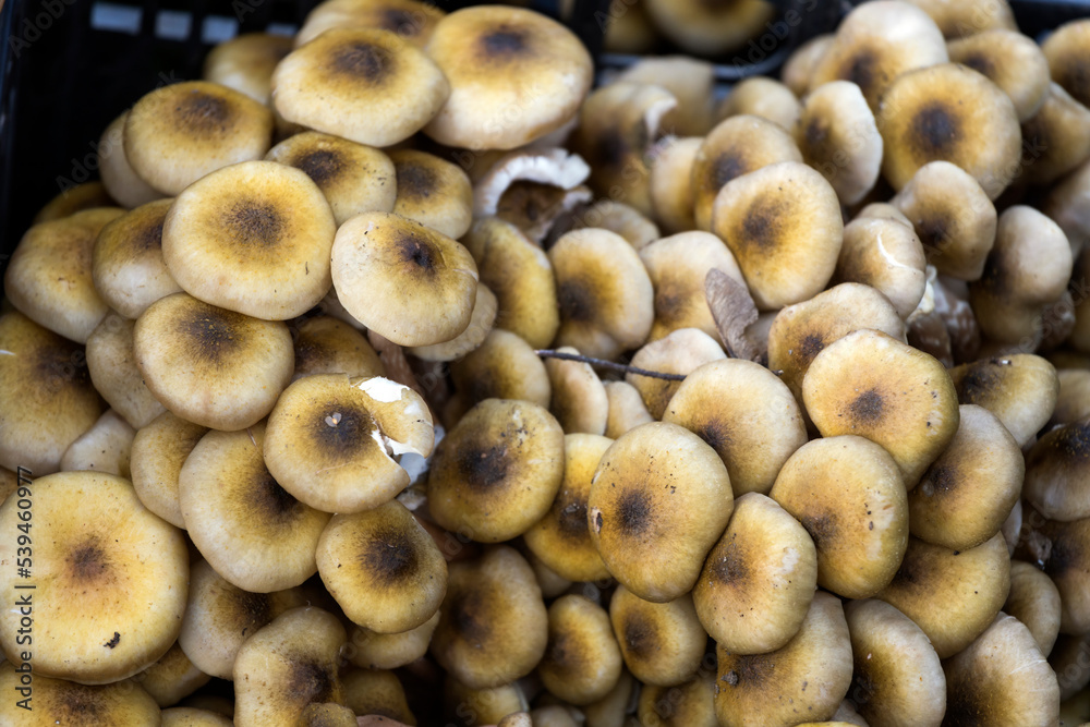 Armillaria or Honey Fungi Forest Close Up Armillaria or Honey Fungi Forest Close Up