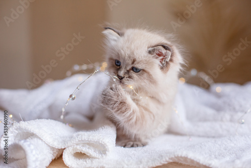 Obraz na płótnie cute little kitten of the Neva masquerade breed plays with a garland