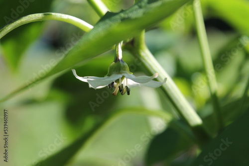 Magnifique fleur de poivron avec un petit poivron en formation dans le coeur de la fleur
