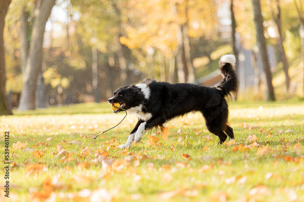 Dog in autumn. Border Collie dog playing in the park. Running and jumping dog. Fallen leaves. Golden autumn season Dog in autumn. Border Collie dog playing in the park. Running and jumping dog. Fallen leaves. Golden autumn season