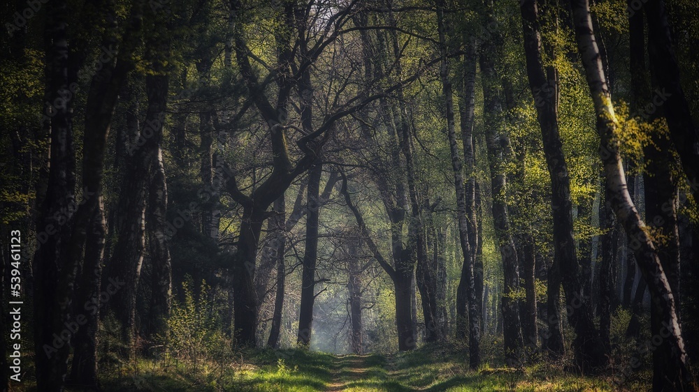 Panoramic view of the majestic evergreen forest in a morning fog. Mighty pine tree silhouettes. Atmospheric dreamlike summer landscape. Sun rays, mysterious golden light. Nature, fantasy, fairytale Panoramic view of the majestic evergreen forest in a morning fog. Mighty pine tree silhouettes. Atmospheric dreamlike summer landscape. Sun rays, mysterious golden light. Nature, fantasy, fairytale