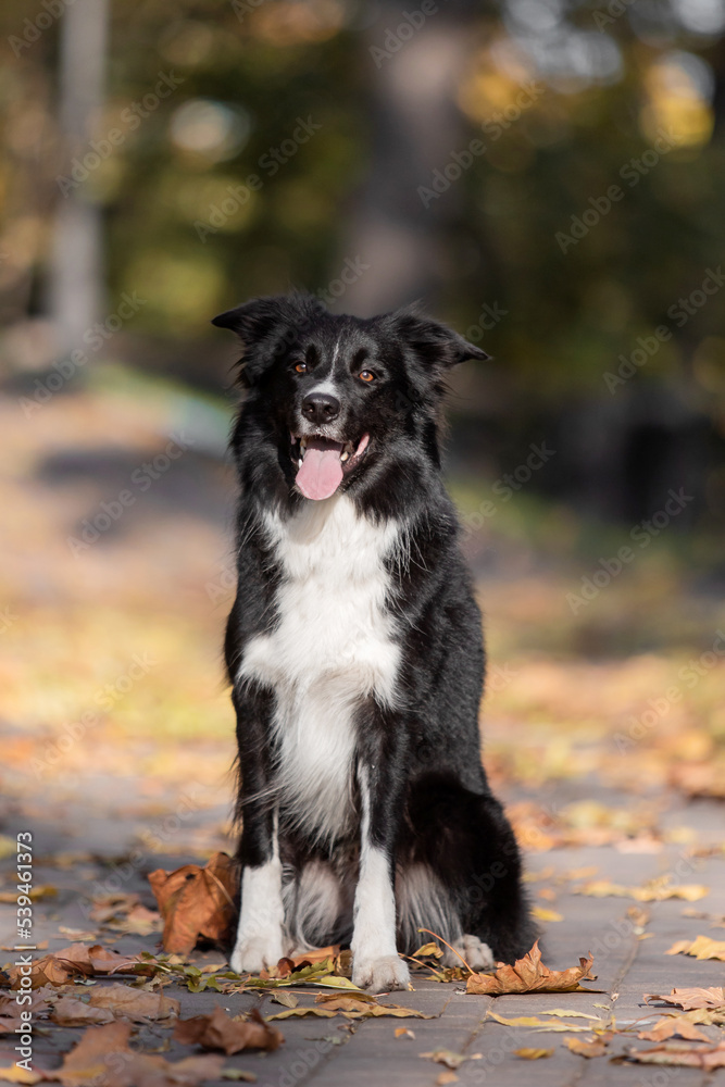 Dog in autumn. Border Collie dog sitting on the grass. Fallen leaves. Golden autumn season. Indian summer Dog in autumn. Border Collie dog sitting on the grass. Fallen leaves. Golden autumn season. Indian summer