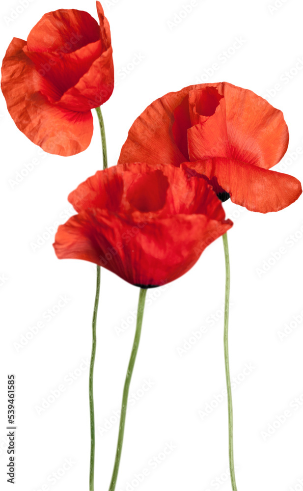 Red poppy flowers - isolated - obrazy, fototapety, plakaty 