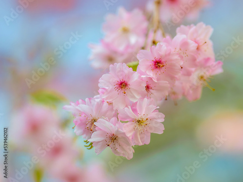 focus of beautiful pink cherry blossom branches on a tree under blue sky beautiful cherry blossoms in spring in natural floral background flora patterned garden © ND STOCK
