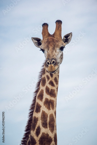 Giraffe South Africa © Jelena