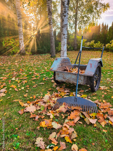 Cleanup of garden with sun setting and an old wheelbarrow. Picking up autumn leaves. Gardening concept