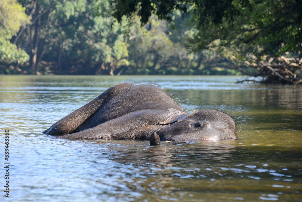 Fototapeta premium An Indian or Asian elephant lying in the water in a river in the forest