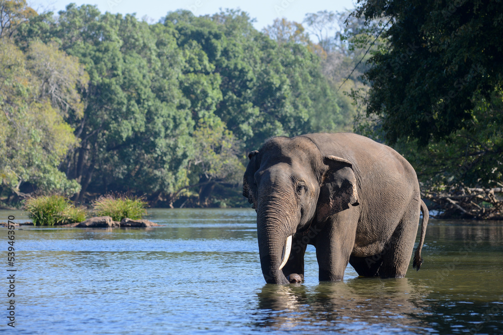 Fototapeta premium An Indian or Asian tusker elephant standing in the river in a forest