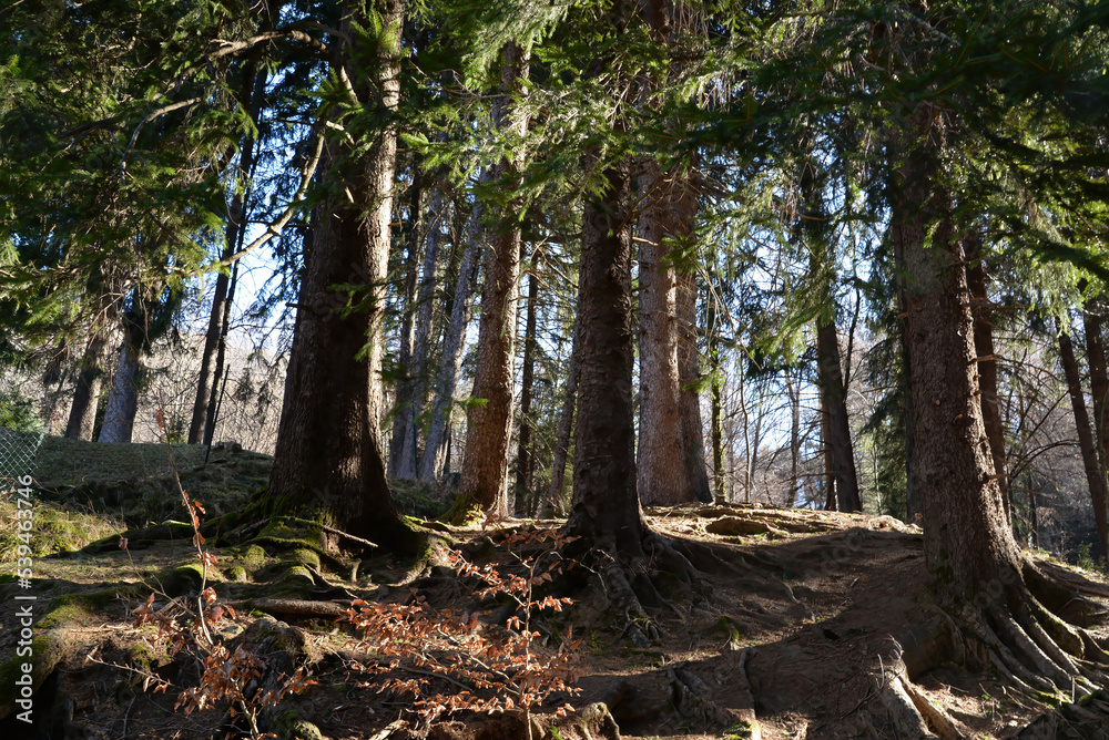 Obraz premium Fir Forest