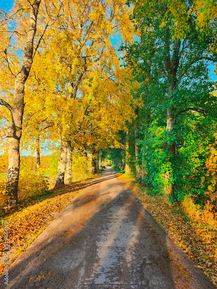 Naklejka premium Yellow and green trees and footpath road in autumn landscape in countryside. Beautiful romantic alley. Autumn view in nature