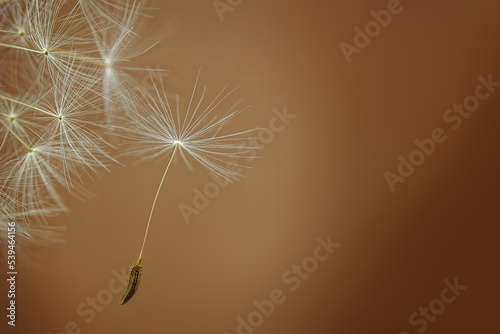 Dandelion seeds fly near the close up of the dandelion. nature background