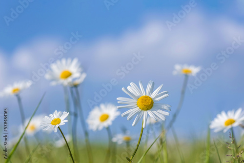 Green grass and chamomile in the meadow. Spring or summer nature scene with blooming white daisies in sun glare. Soft focus. © ND STOCK