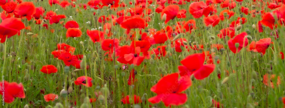 Poppy Fields Showing Bright Red Flowers for remembrance armistice Flanders Field in WW1 peace and hope symbol help for heroes