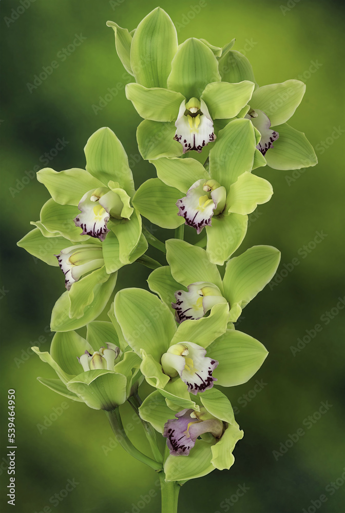 Green cymbidium orchid or boat orchid on Nature background - obrazy, fototapety, plakaty 