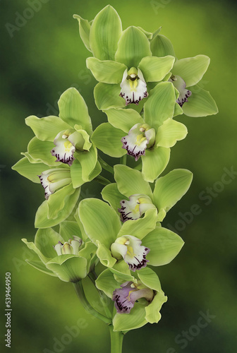 Green cymbidium orchid or boat orchid on Nature background photo