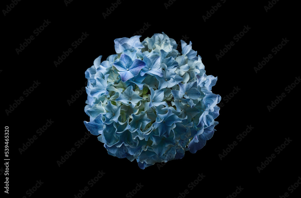 French Hydrangea and dark background. Blue Hydrangea or Hydrangea macrophylla or Hortensia flowers from Sapporo Hokkaido Japan. Colorful Hydrangeas. Macro depth of field for soft focus blurry feel. French Hydrangea and dark background. Blue Hydrangea or Hydrangea macrophylla or Hortensia flowers from Sapporo Hokkaido Japan. Colorful Hydrangeas. Macro depth of field for soft focus blurry feel.