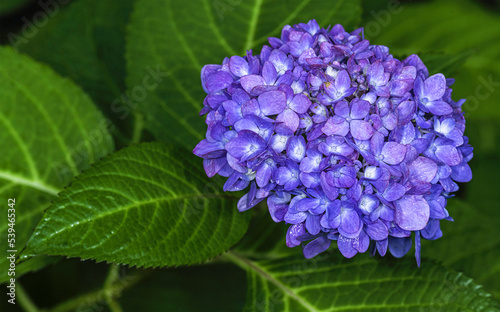 French Hydrangea and dark background. Blue Hydrangea or Hydrangea macrophylla or Hortensia flowers from Sapporo Hokkaido Japan. Colorful Hydrangeas. Macro depth of field for soft focus blurry feel.