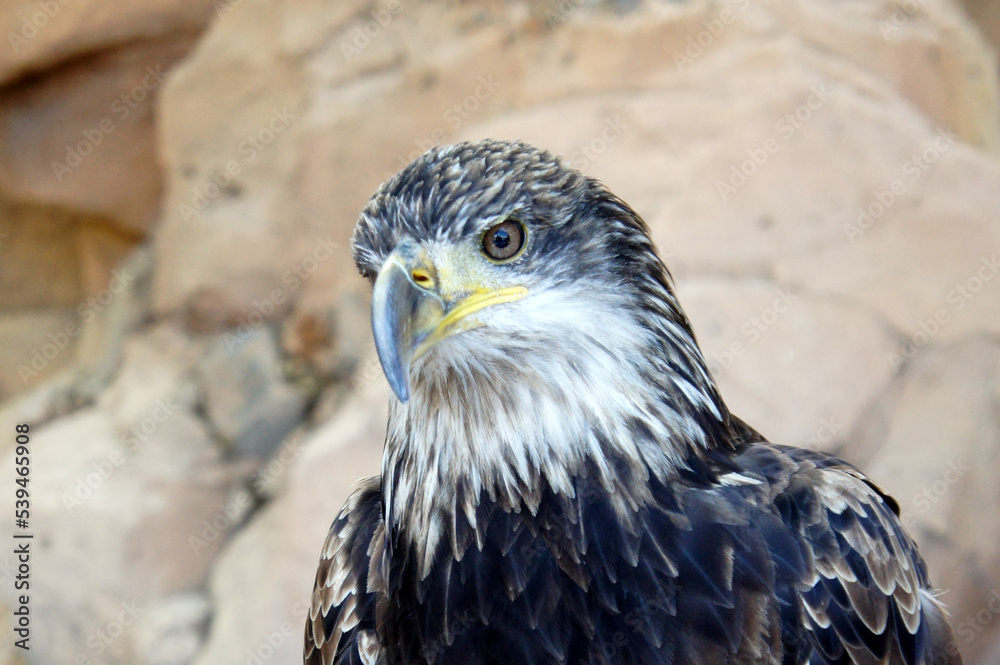 Obraz premium Portrait of a young bald eagle, a symbol of the USA