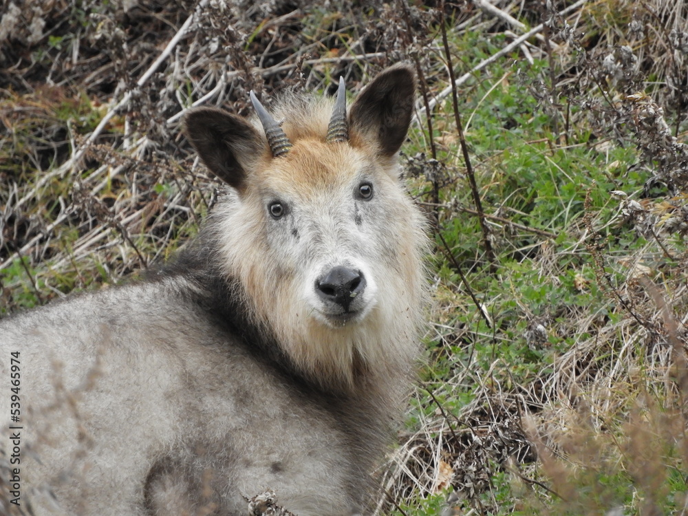 Fototapeta premium 二ホンカモシカ
