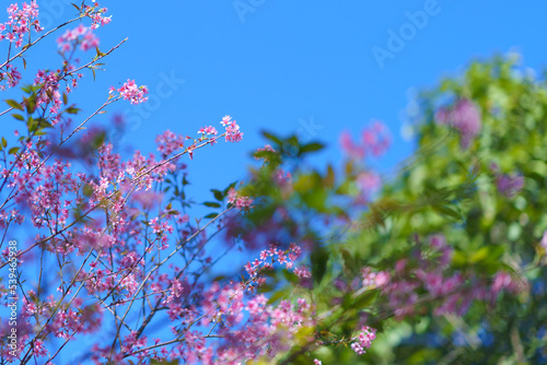 Spring Japanese landscape with cherry blossoms branches of blossoming cherry against background of blue sky and butterflies on nature outdoors Pink sakura flowers dreamy romantic image spring..