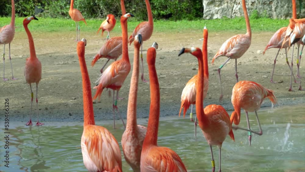 The pink flamingo. Many flamingos in a wildlife. The pink flamingo. Many flamingos in a wildlife.