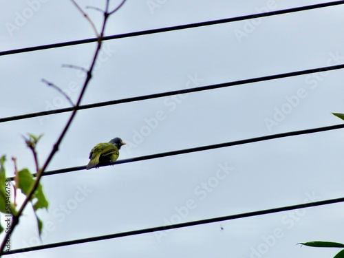 Crested finchbill bird perching on wire in background of blue sky photo