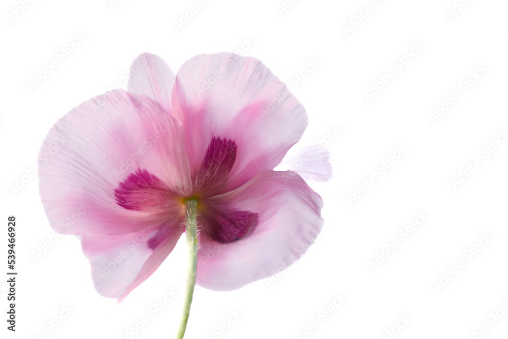 Fototapeta premium A wonderful poppy flower. closeup of petals