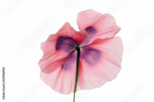 A wonderful poppy flower. closeup of petals