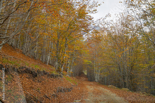 Road covered with leaves of beech trees in a beech forest in autumn  province of Genoa  Italy