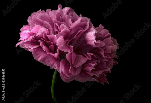 A wonderful poppy flower. closeup of petals