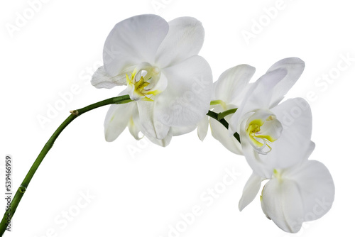 White branch orchid flowers, Orchidaceae, Phalaenopsis known as the Moth Orchid, abbreviated Phal. White background.