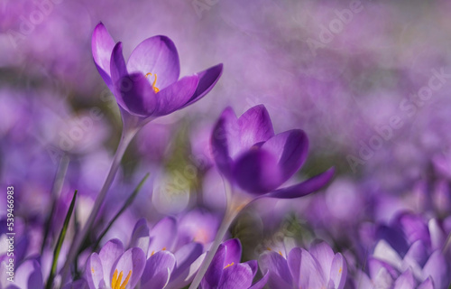 Fototapeta Naklejka Na Ścianę i Meble -  Purple flowers, various flowers in spring, high quality photos.